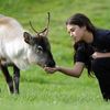 Baby Reindeer