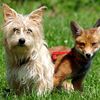 Best buddies
