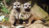 Baby meerkat twins