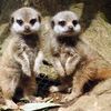 Baby meerkat twins