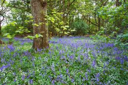 Bluebell Wood, Newhailes