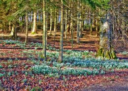 Drift of Snowdrops in a Wood