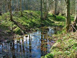 Green Banks, Trees and Reflections