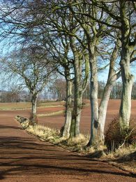 Harrowed Field and Beech Trees