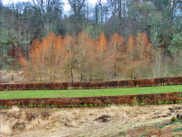 Gallery 3:  Trees and Woods