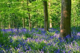Bluebells and Trees