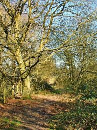 Tangled Tree and Path