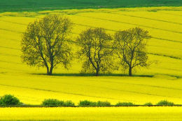 Trees in a Yellow Field