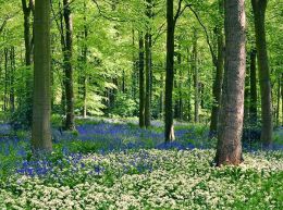 Wild Garlic and Bluebells