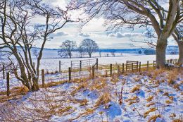 Winter Scene, Lauderdale