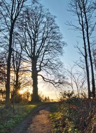Winter Sun and Trees