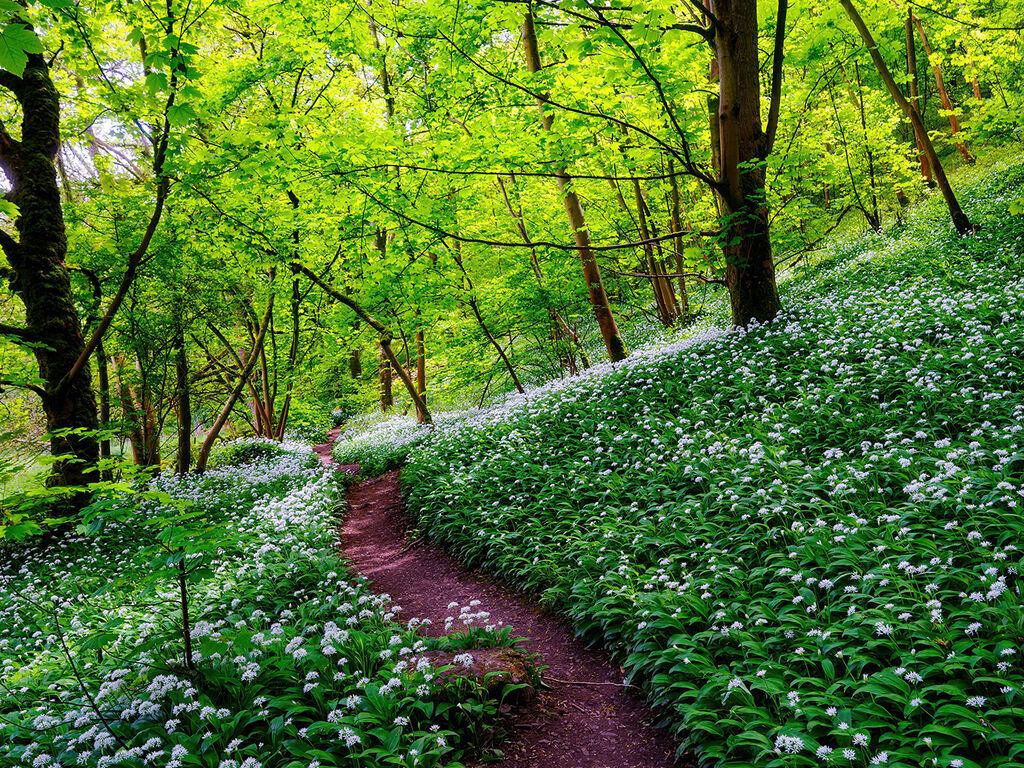 110 Wild Garlic in Great Shacklow woods.