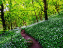 110 Wild Garlic in Great Shacklow woods.
