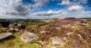 heather at Over Owler Tor