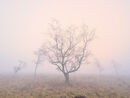 105 Dawn on Leash Fen