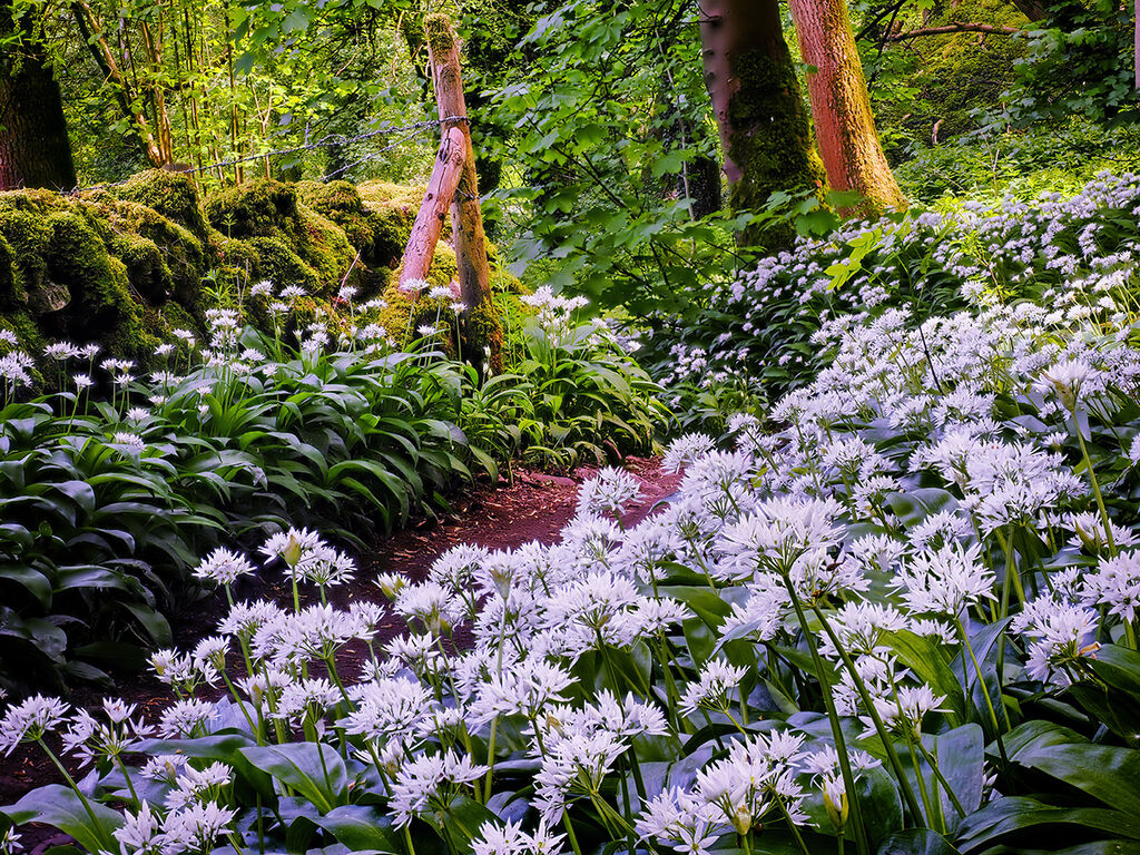 111 Wild Garlic in Great Shacklow woods.