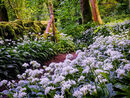 111 Wild Garlic in Great Shacklow woods.