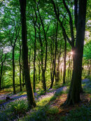 54. Bluebells in Corbar woods
