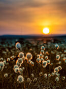 Cotton grass sunset