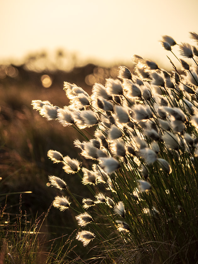 Cotton Grass