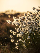 Cotton Grass