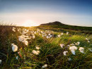 Cotton grass near Higger Tor
