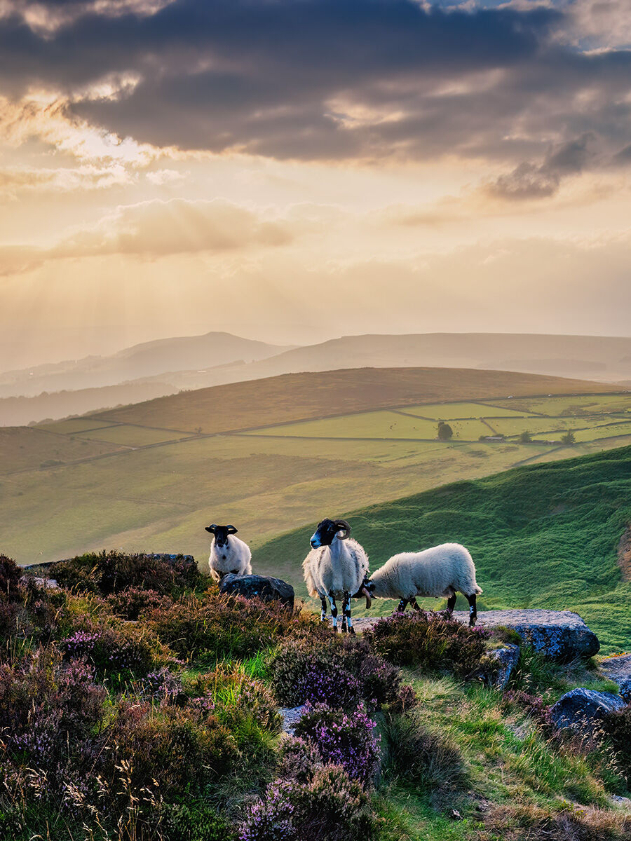 67. Sheep on Higger Tor