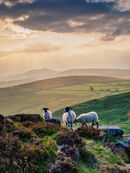 67. Sheep on Higger Tor