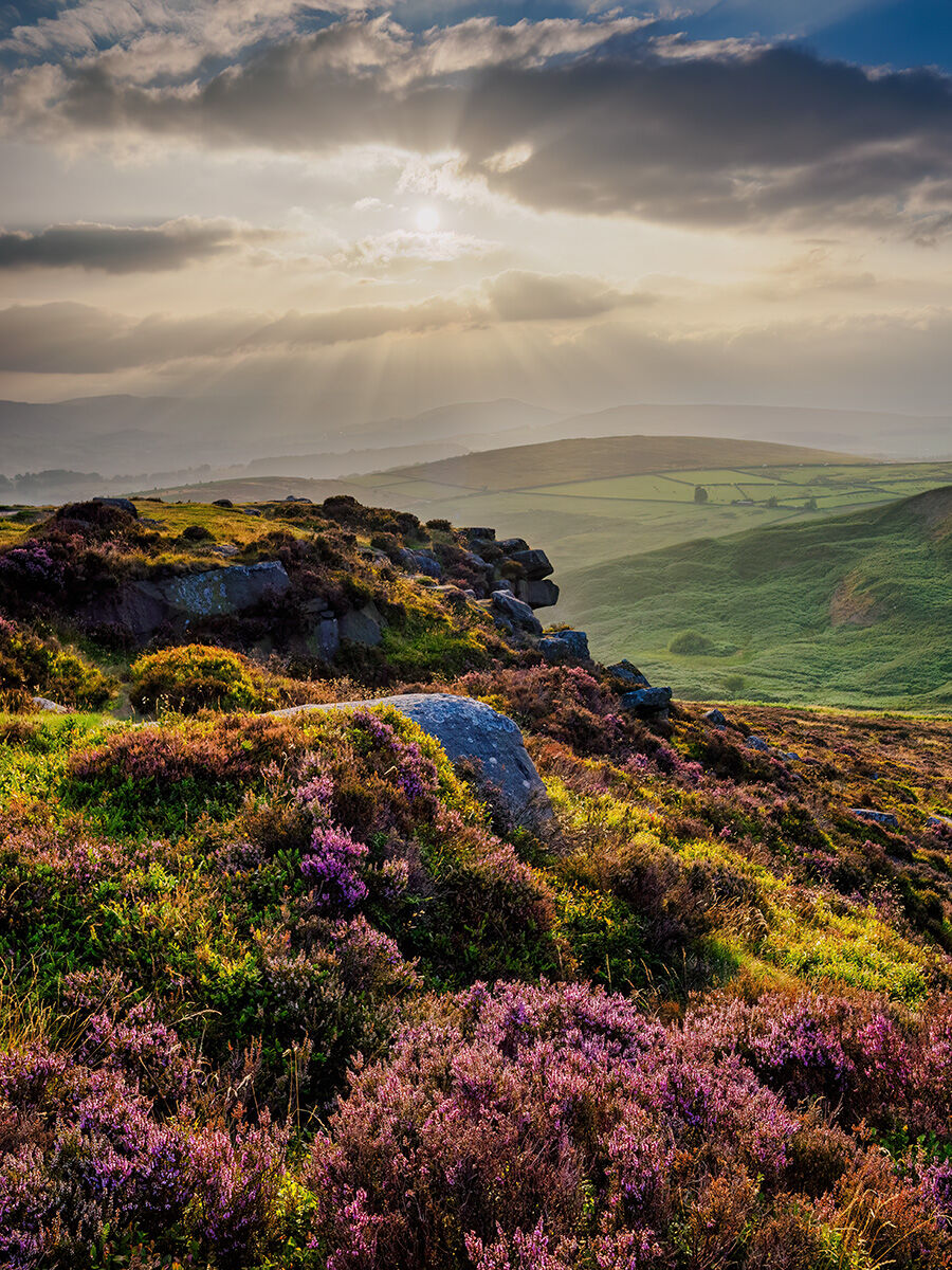 66. First heather of summer
