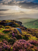 66. First heather of summer