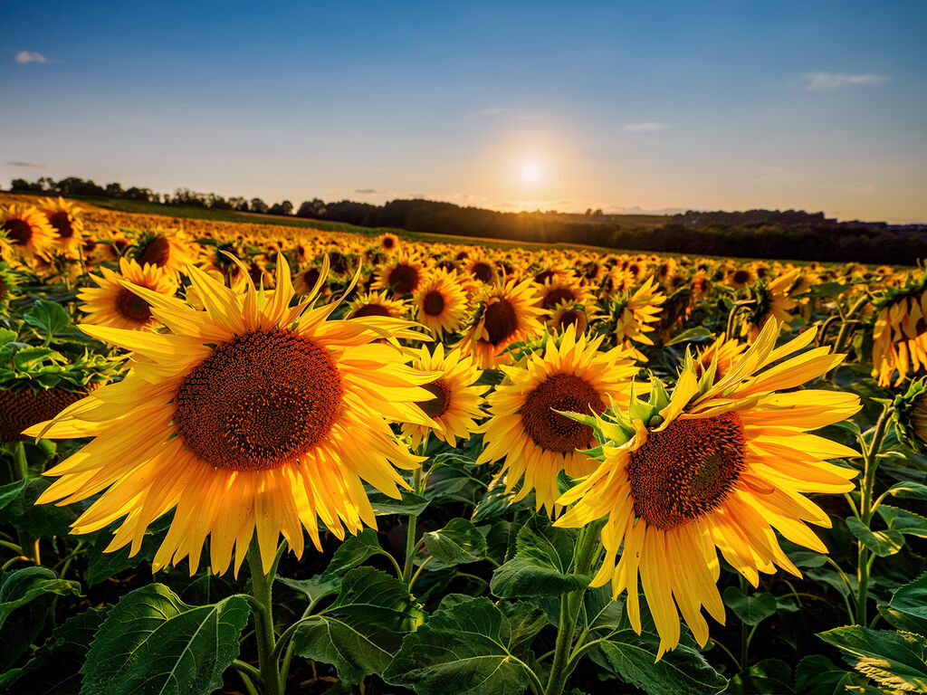 69. Barlow sunflowers