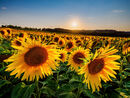 69. Barlow sunflowers