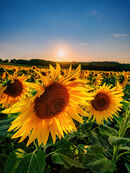 71. Barlow sunflowers vertical