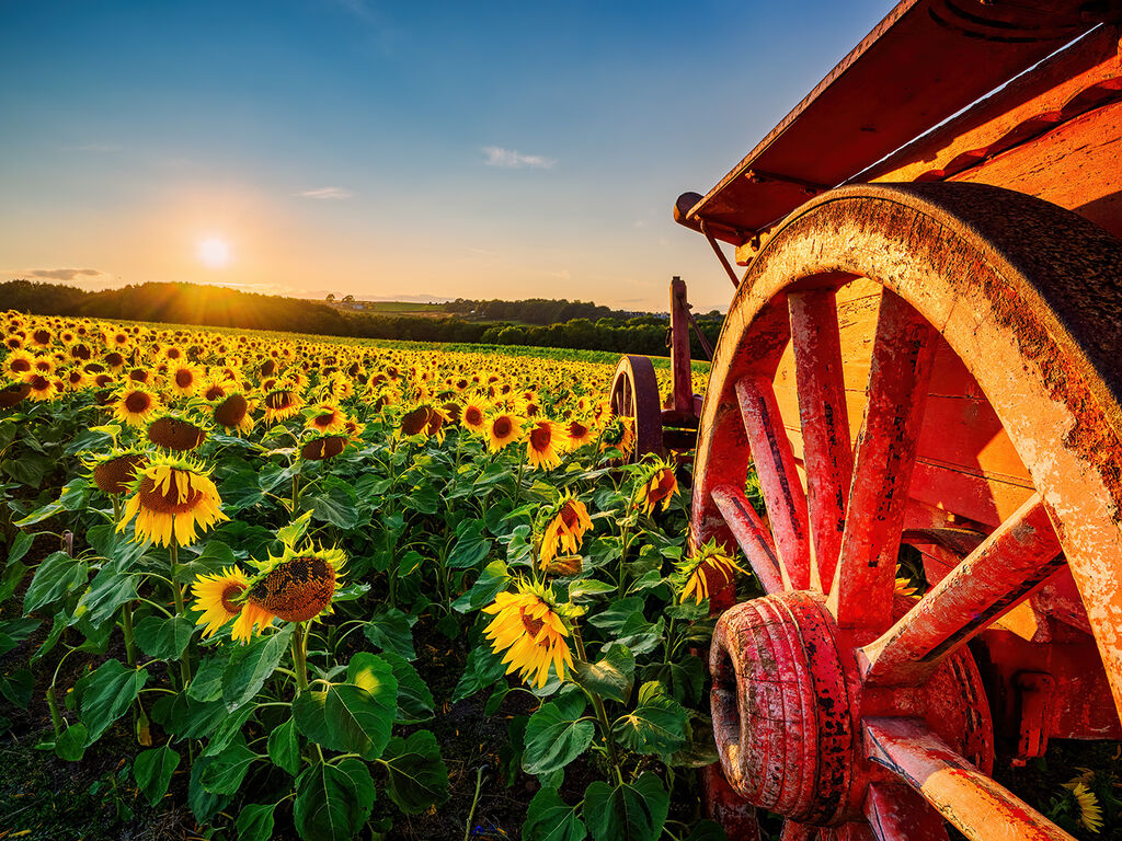 70. Barlow sunflowers old cart