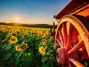 70. Barlow sunflowers old cart