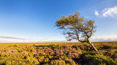 Lone tree on Burbage Moor