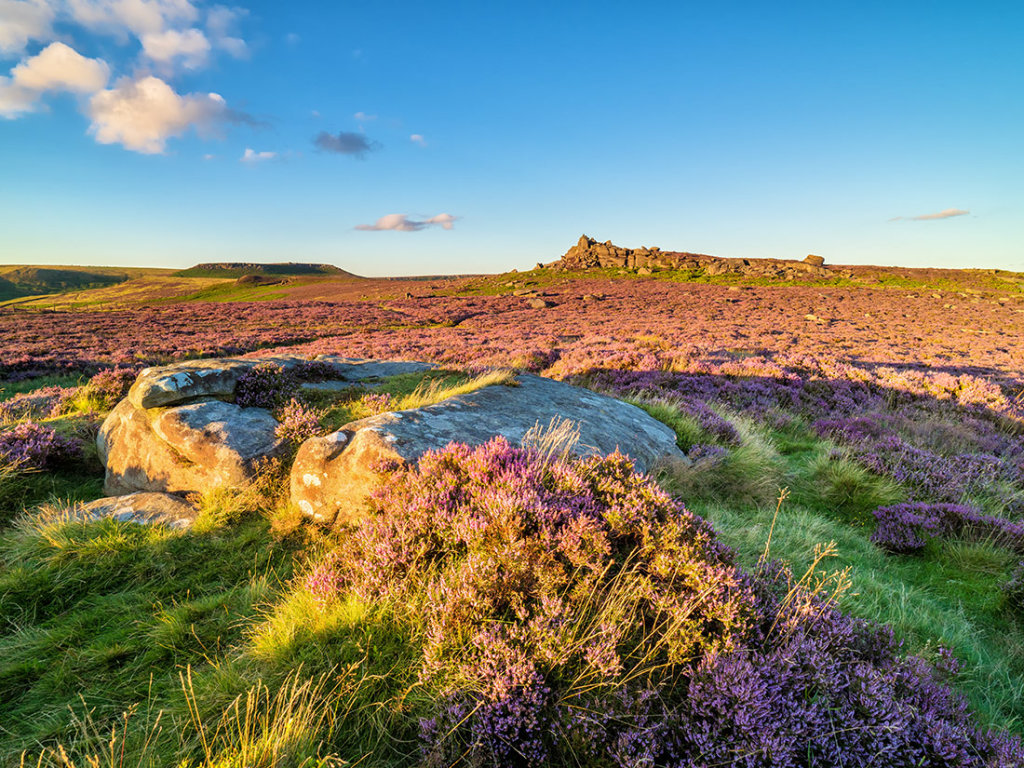 Heather on Hathersage Moor