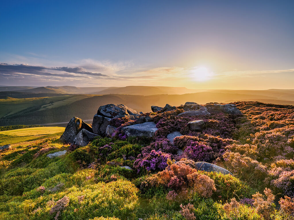 77. Heather on Derwent Edge.