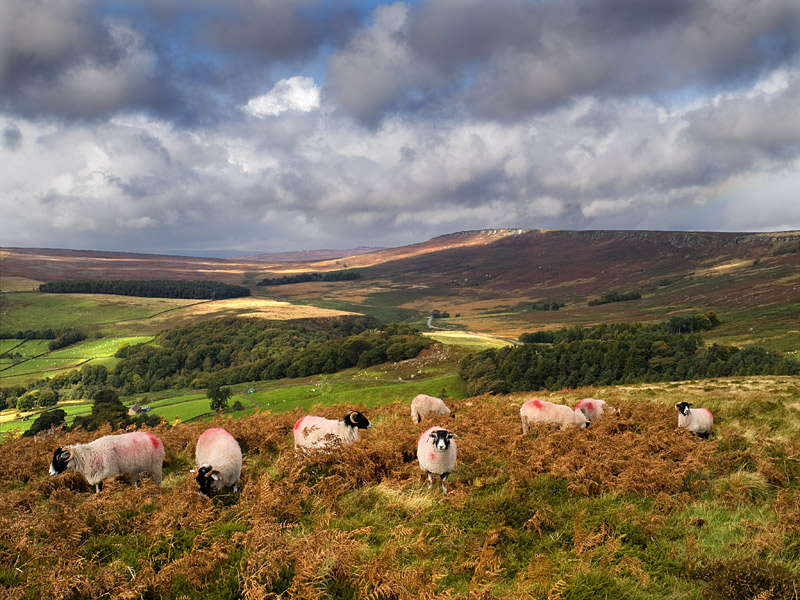 Moorland Sheep
