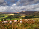 Moorland Sheep