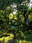 Enchanted wood