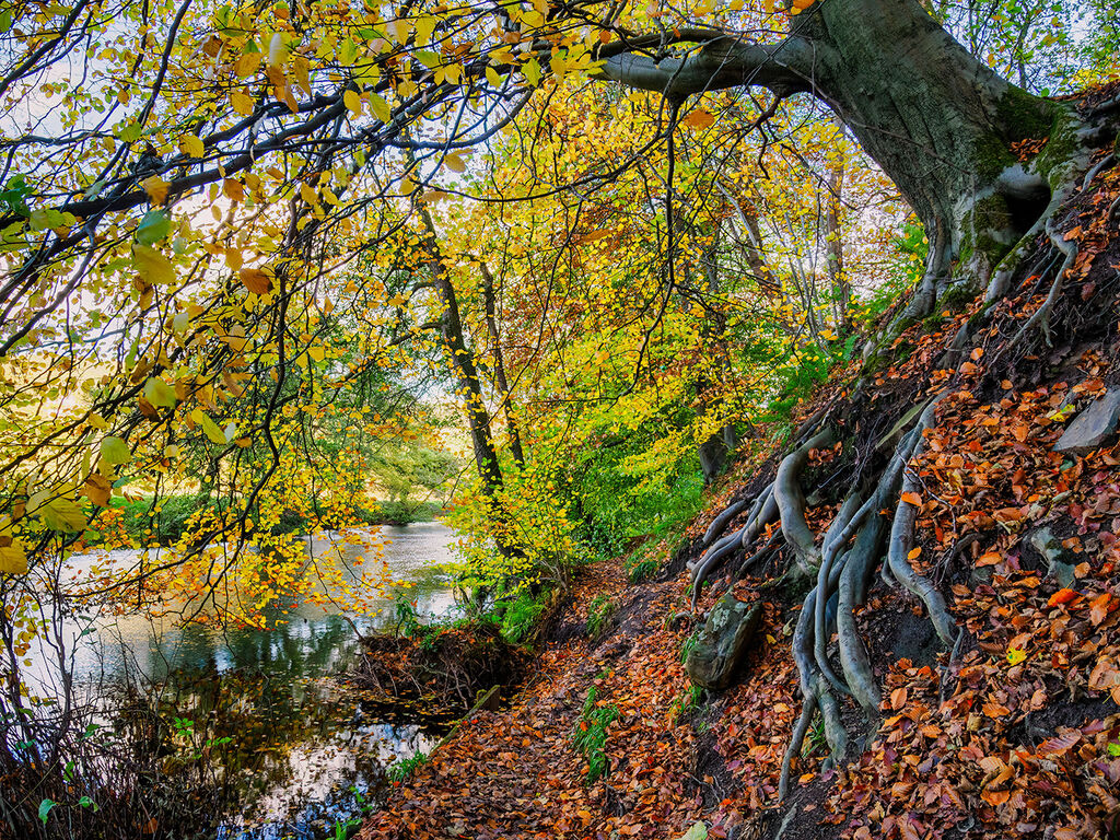 88. Goose nest wood - Hathersage