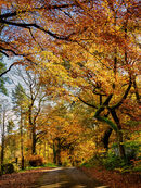 92. Hathersage in Autumn v