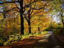 91. Autumn in Hathersage