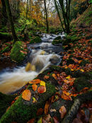 94. Wyming Brook in Autumn.