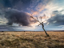 Big Moor tree