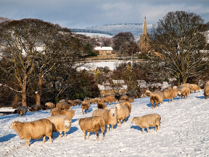 Sheep in the Snow