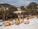 Sheep in the Snow