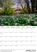 April 2026 - Wild Garlic on the banks of the River Derwent - Calver