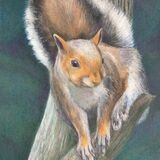 Grey Squirrel Grey squirrel drawing by Dawn Rodger